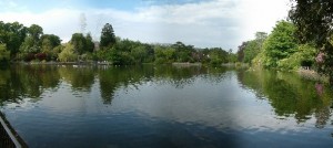 One of my favourite parks just down the road from the Uni, Brynmill Park!