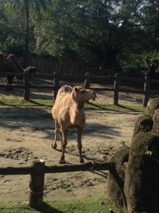 Taipei Zoo - Sassy camel 