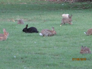 About 20 minutes walk from the apartment, there is a big park with many rabbits! 
